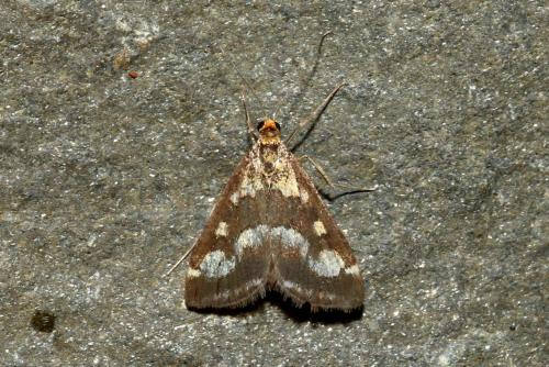 Réf. 187 331 : Pyrausta ostrinalis